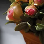 Roses 3* Straßburg