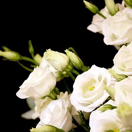 Ξενοδοχείο Roses 3*